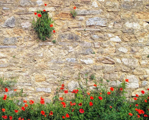 Rote Mohnblumen auf Backsteinhintergrund Stockfoto