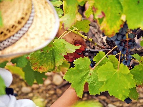 Boy harvesting the grape — Stock Photo, Image