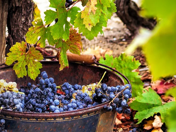 Colheita de uvas . Fotos De Bancos De Imagens Sem Royalties