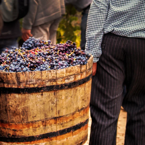 Colheita de uvas . Imagem De Stock