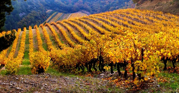 Paisagem da vinha no outono — Fotografia de Stock