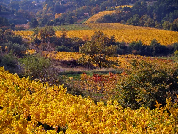 Krajobraz winnicy jesienią — Zdjęcie stockowe