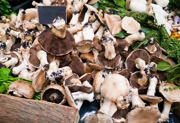 Стенд со свежими грибами — стоковое фото