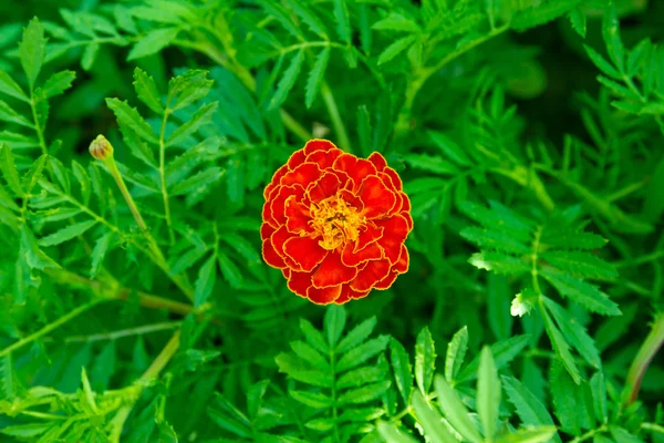 Marigold — Stock Photo, Image