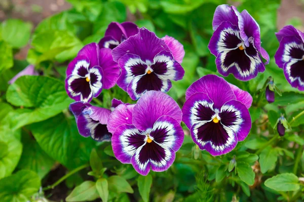 Violet purple flowers — Stock Photo, Image