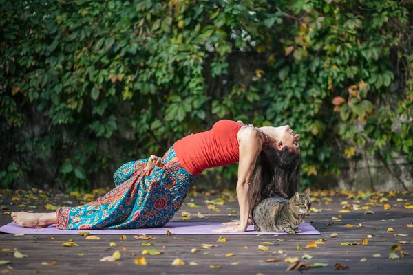 Bella Donna Che Yoga Posa Con Gatto Nel Parco Sul — Foto Stock
