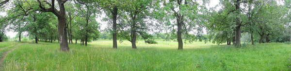 Panorama of oak trees summer day