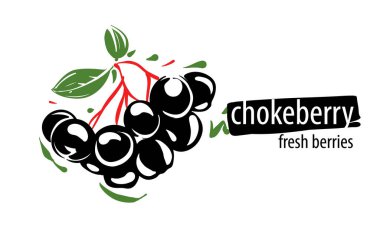 Drawn vector chokeberry on a white background clipart