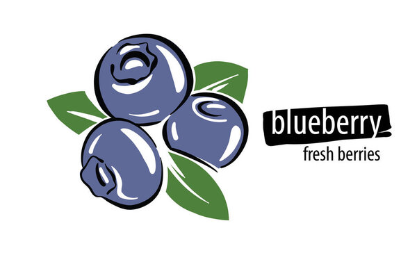 Drawn vector Blueberry on a white background