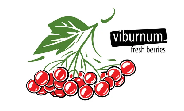 Vecteur dessiné viburnum sur fond blanc — Image vectorielle