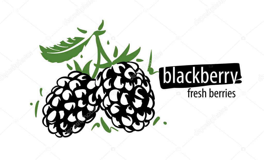 Drawn vector blackberry on a white background.