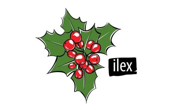 Ilex vectorial dibujado sobre un fondo blanco — Archivo Imágenes Vectoriales