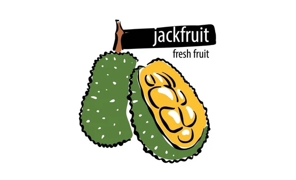 Drawn vector jackfruit on a white background — Stock Vector