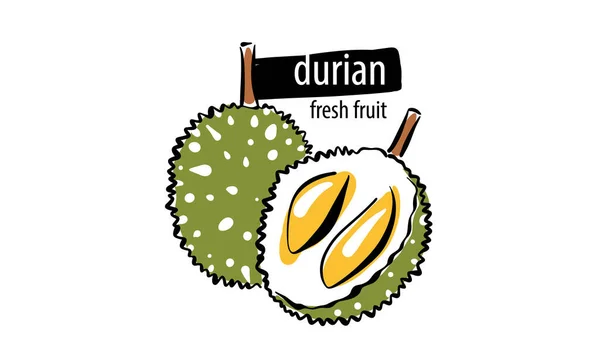 Drawn vector durian on a white background — 图库矢量图片