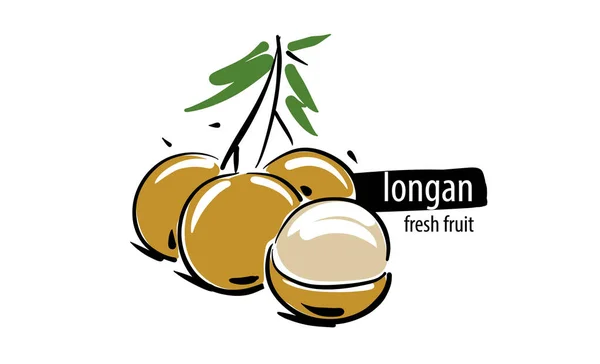 Vecteur dessiné longan sur fond blanc — Image vectorielle