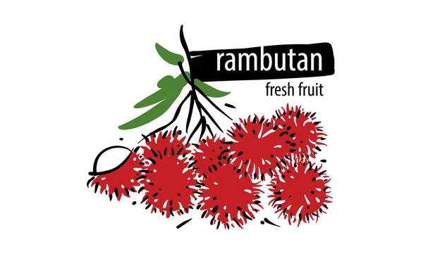 Rambutan vectoriel dessiné sur fond blanc — Image vectorielle