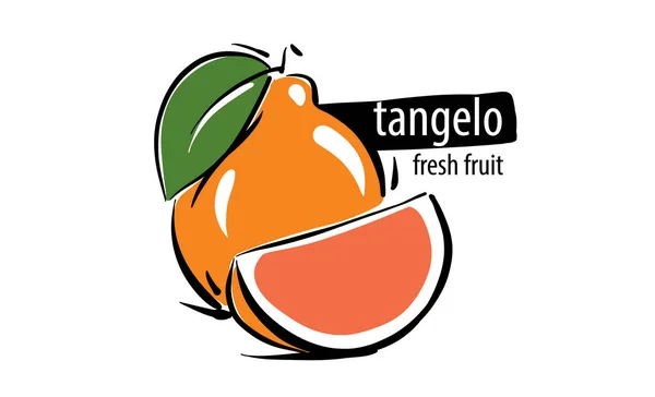 Drawn vector tangelo on a white background — Stok Vektör