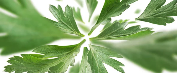 Groene peterselie bladeren zweven op een witte achtergrond — Stockfoto