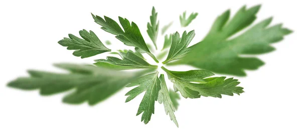 Groene peterselie bladeren zweven op een witte achtergrond — Stockfoto