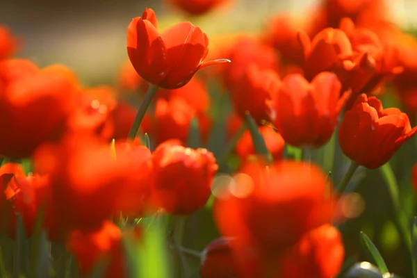 Campo de tulipanes rojos — Foto de Stock