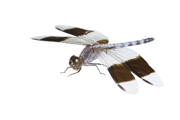 Stor tropisk dragonfly, isolerade — Stockfoto