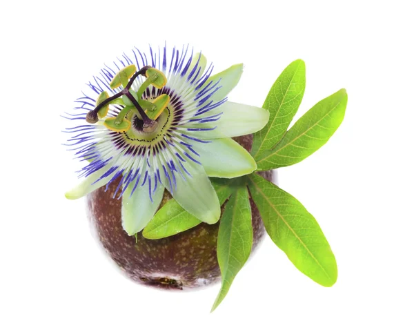 Passionflower på en maracuya — Stockfoto