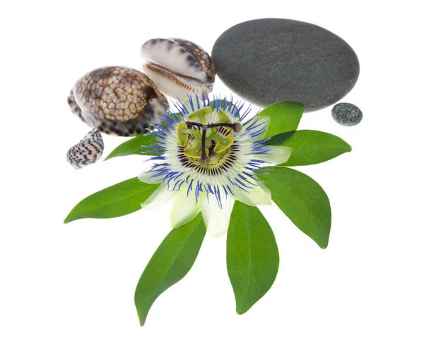 Blume mit Steinen und Muscheln auf einem Blatt — Stockfoto
