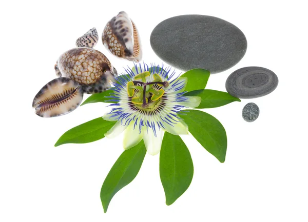 Blume mit Herzmuscheln und Steinen auf dem weißen — Stockfoto