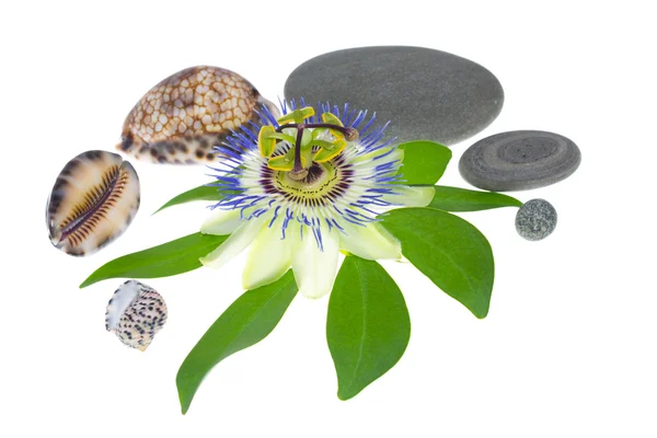 Blume mit Steinen und Herzmuscheln — Stockfoto
