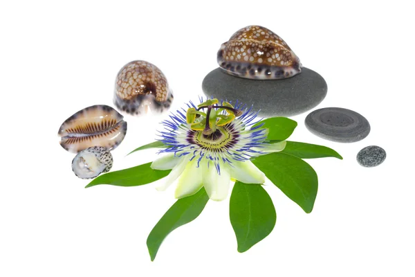 Passionflower med stenar och cockleshells — Stockfoto