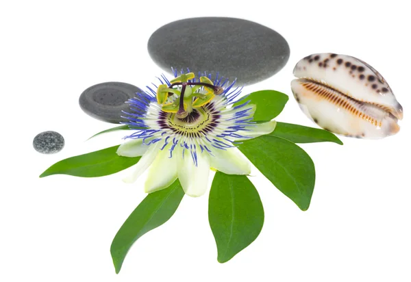 Passionsblume mit Steinen und Herzmuscheln, Nahaufnahme — Stockfoto