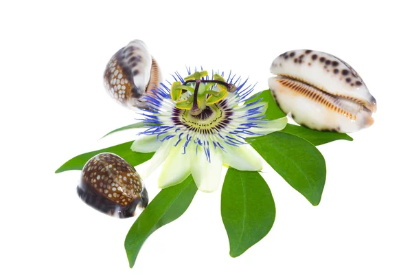 Passionflower med stenar och cockleshells på ett blad — Stockfoto