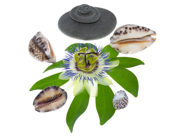 Fiore di passiflora con pietre e cockleshells su una foglia, sul bianco — Foto Stock