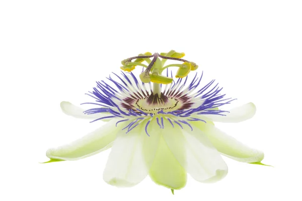 Passionflower på vita — Stockfoto