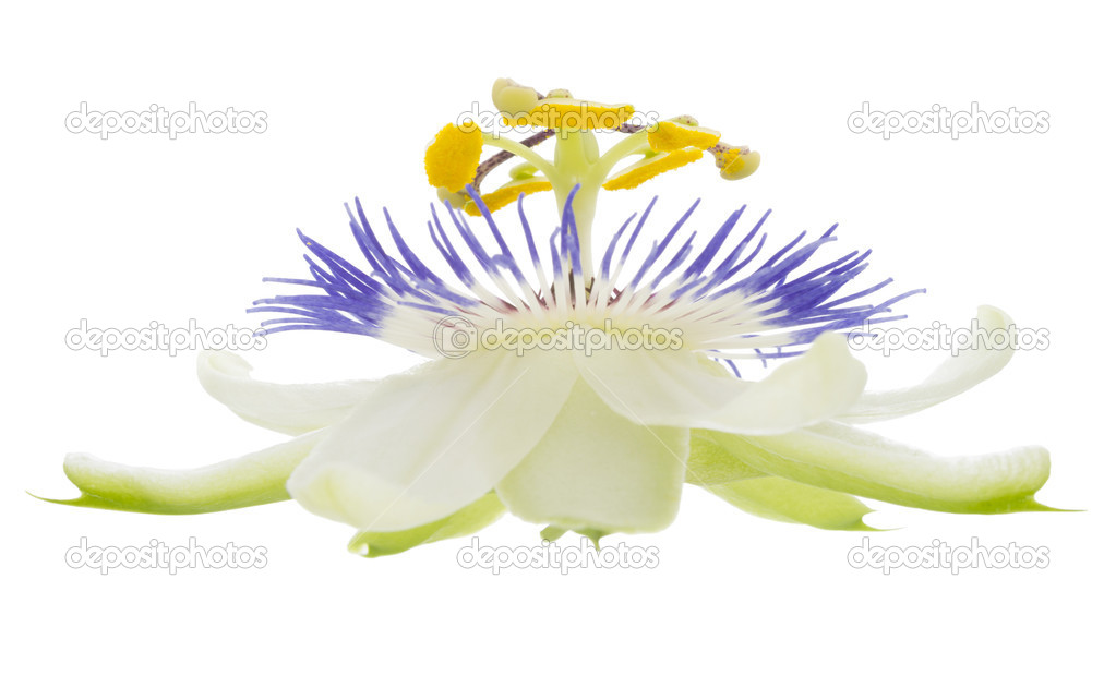 Passionflower on the white, isolated