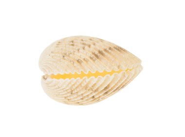 kapalı cockleshell