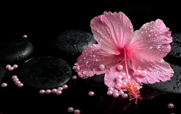 Beautiful spa concept of delicate pink hibiscus, zen stones with