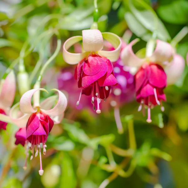Blossoming branch exotic red and white fuchsia on nature