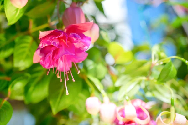 Blossoming beautiful colorful fuchsia flower outdoor background,