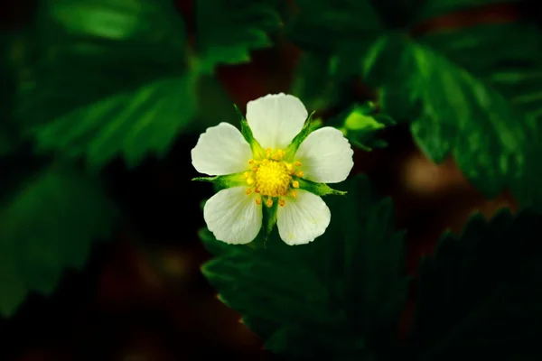 Kwiat truskawki — Zdjęcie stockowe