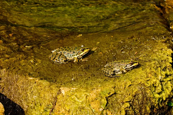 2 개구리 — 스톡 사진
