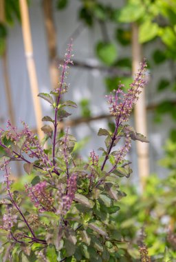 Kutsal fesleğen, kutsal fesleğen. Tayland fesleğeni, Ocimum ibadethane L, yeşil yapraklar ve küçük Ocimum tenuiflorum çiçekleri (Tayland fesleğeni, tulsi)