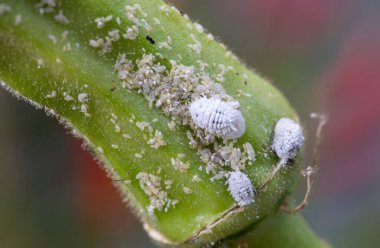 Mealybug bitkinin büyümesini engelliyor. Mealybug makrosu. Bamya bitkisindeki böcekler..
