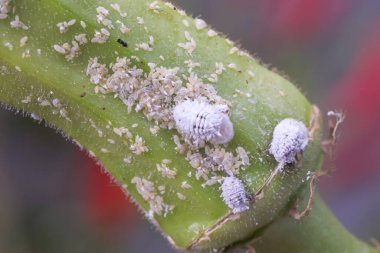 Mealybug bitkinin büyümesini engelliyor. Mealybug makrosu. Bamya bitkisindeki böcekler..
