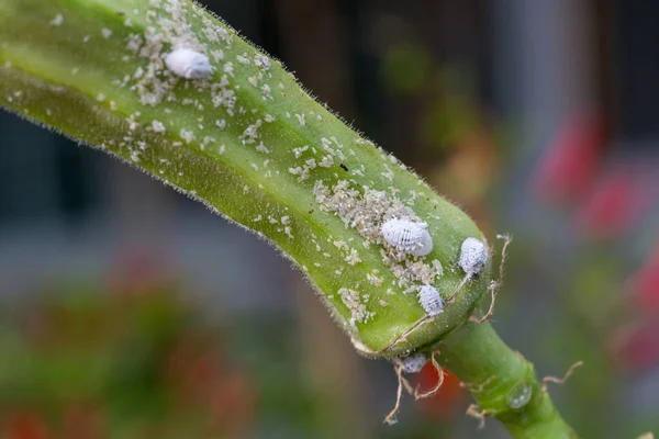 Mealybug Bitkinin Büyümesini Engelliyor Mealybug Makrosu Bamya Bitkisindeki Böcekler — Stok fotoğraf