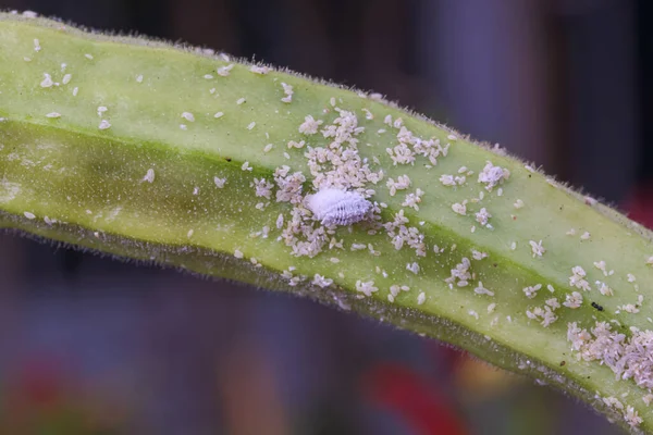 Mealybug Bitkinin Büyümesini Engelliyor Mealybug Makrosu Bamya Bitkisindeki Böcekler — Stok fotoğraf