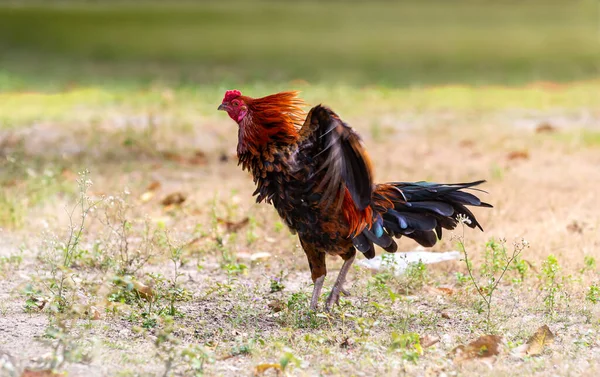 Zwarte Haan Kip Rooster Geïsoleerd Achtergrond Van Natuur Een Slimme — Stockfoto