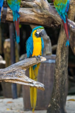 Renkli tüylü papağan. Renkli kırmızı papağan portresi. Bahçedeki papağan kuşu