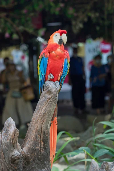 Macaw Papagáj Színes Tollakkal Színes Skarlát Arapagáj Papagáj Portréja Papagájmadár — Stock Fotó