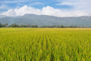 Tayland 'daki pirinç tarlası. Pirinç alanı.